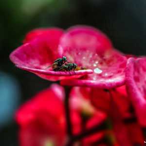 Flies_Mating